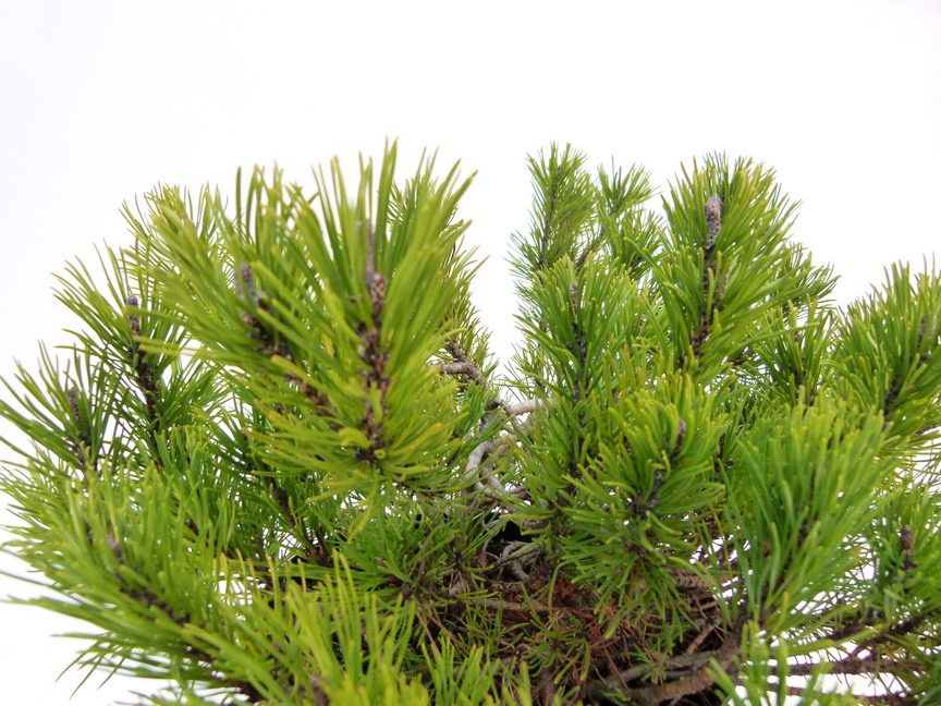 PINUS mugo var.mughus