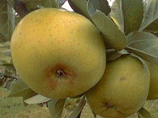 POMMIER Reinette Clochard