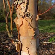 BETULA nigra Black Star