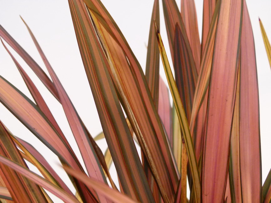 PHORMIUM cookianum Flamingo