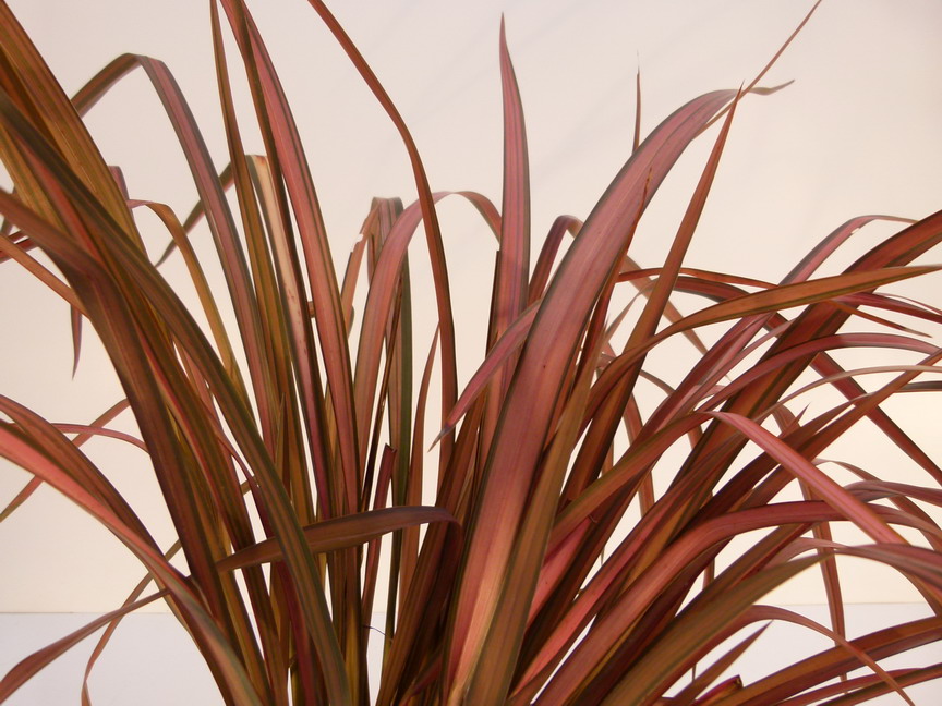 PHORMIUM Pink Panther