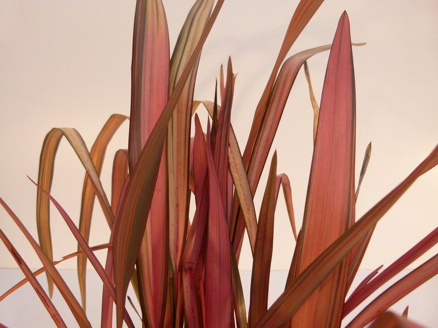 PHORMIUM tenax Rainbow Maiden