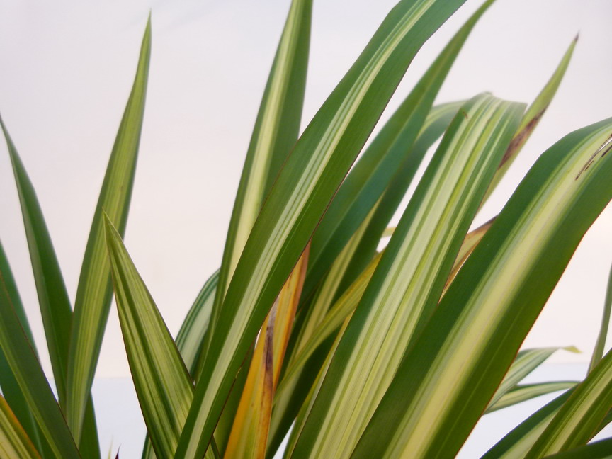 PHORMIUM Moonracker