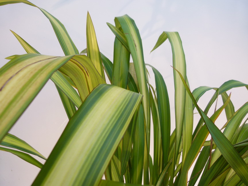 PHORMIUM tenax Yellow Wave