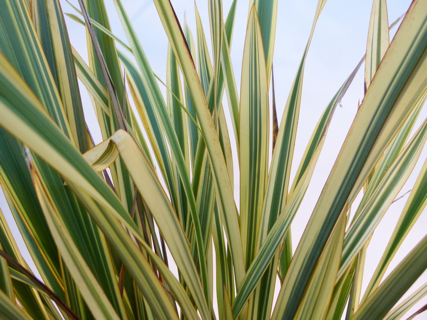 PHORMIUM Golden Ray
