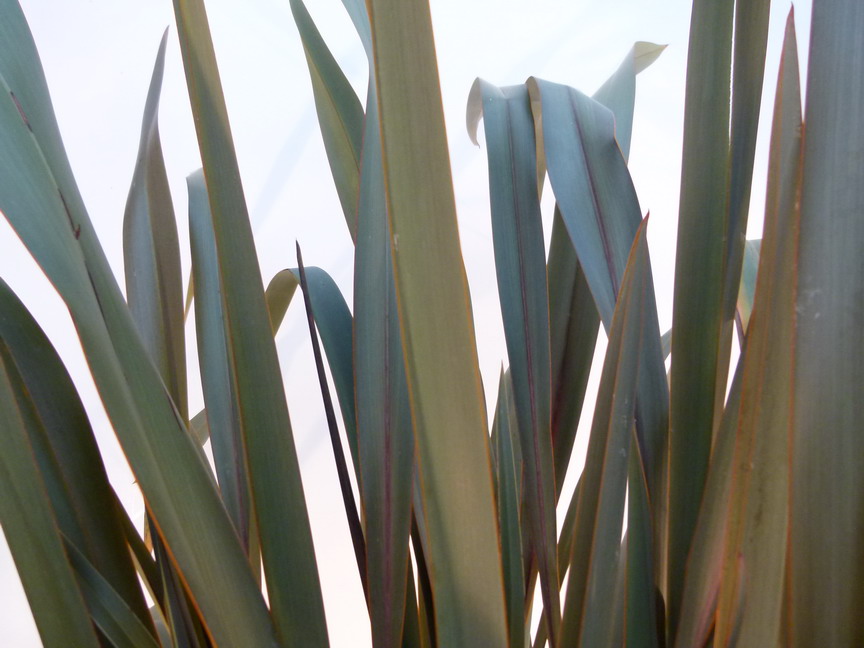 PHORMIUM tenax Purpureum