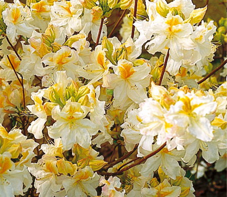 AZALEA caduque Mount Rainier