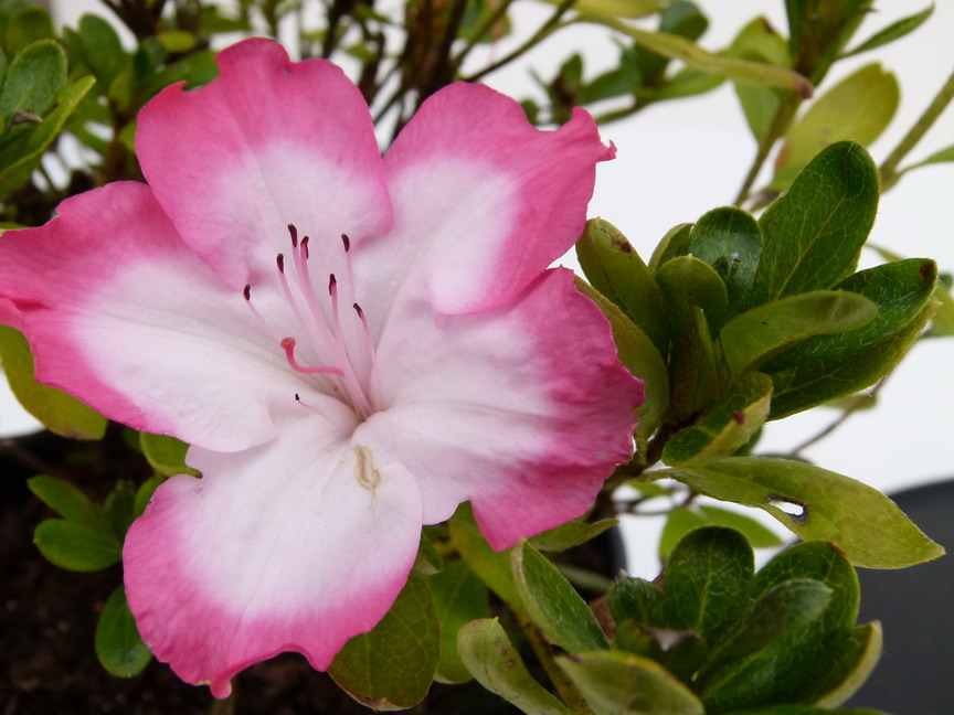 AZALEA japonaise Beekolor