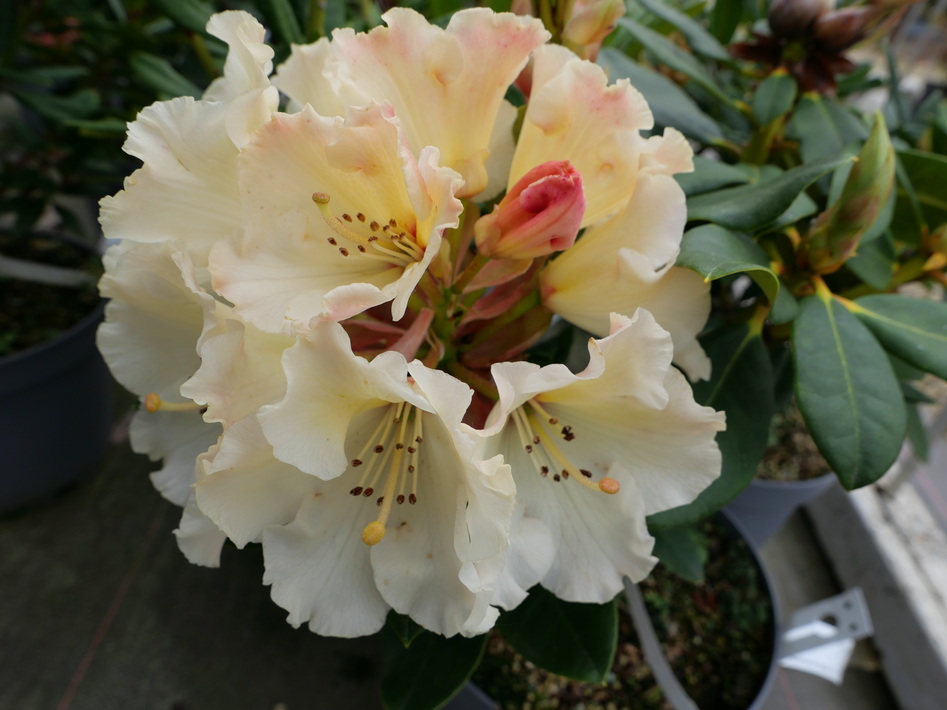 RHODODENDRON hybride Horizon Monarch