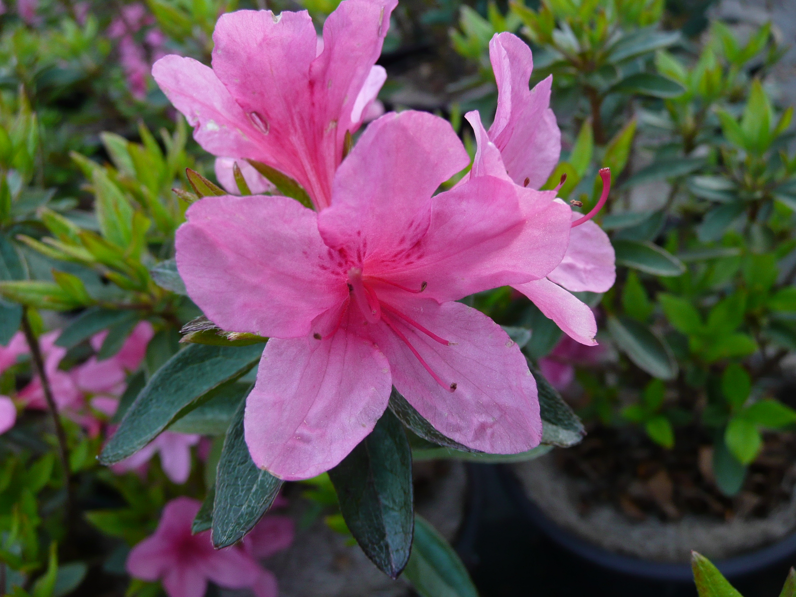 AZALEA japonaise Comtesse de Paris