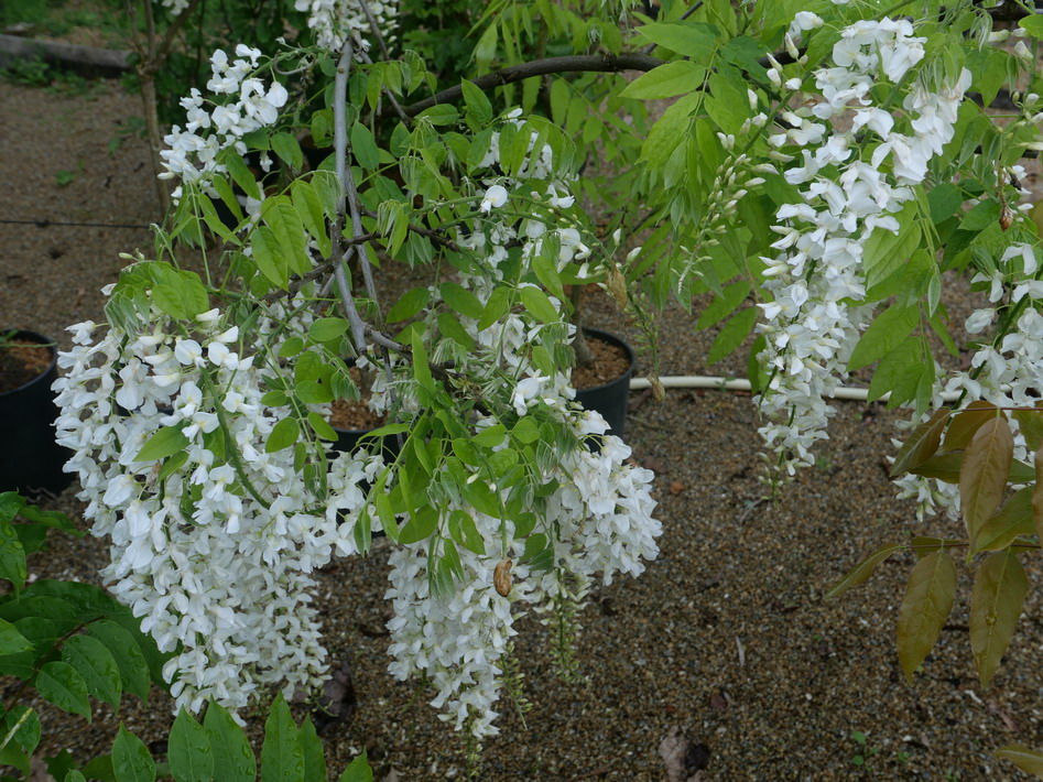 WISTERIA sinensis Alba