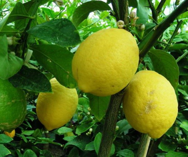 CITRUS x.limon 4 Saisons