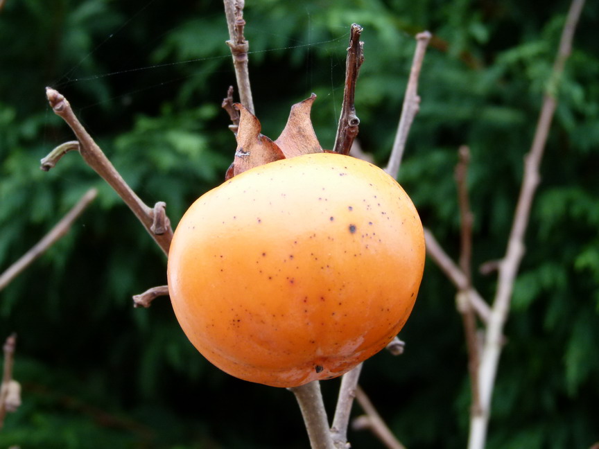 DIOSPYROS kaki Vanillia