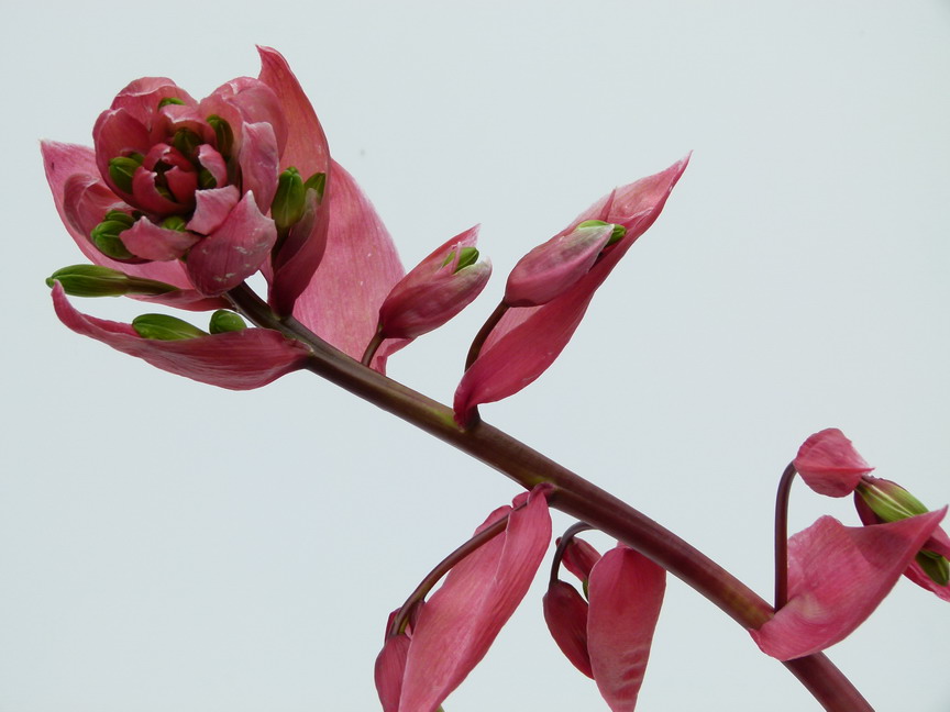 BESCHORNERIA albiflora