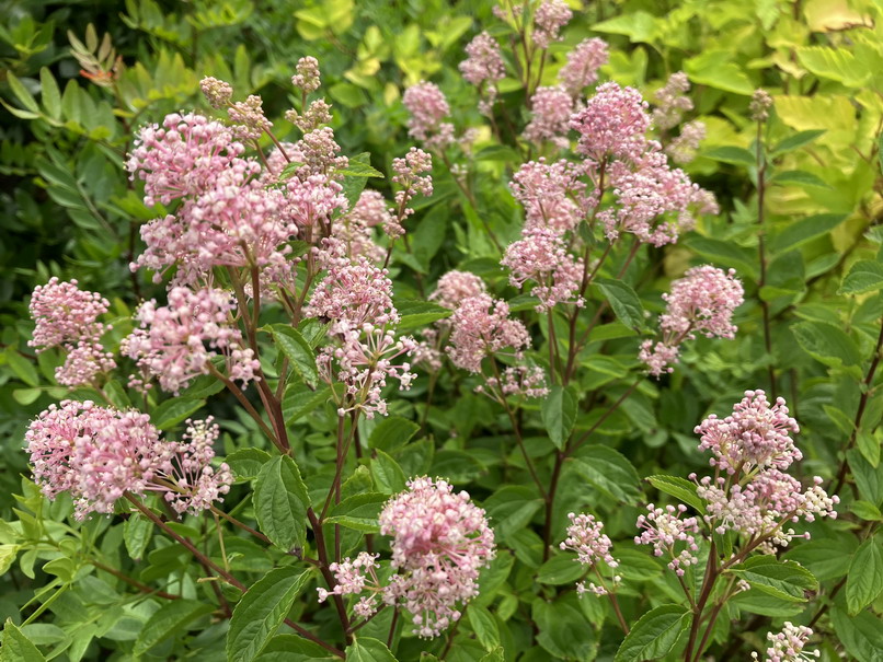 CEANOTHUS x.pallidus Marie Rose ®