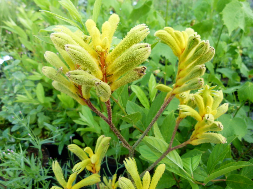 ANIGOZANTHOS Gold Velvet Patte de kangourou, pied de kangourou Pépinière en ligne de Kerzarc