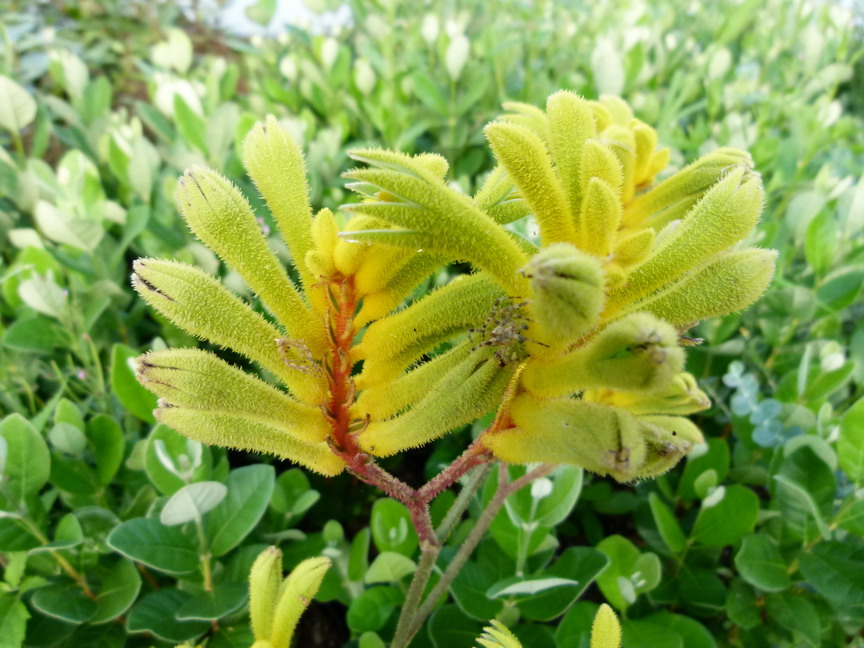 ANIGOZANTHOS Gold Velvet