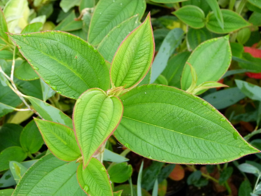 TIBOUCHINA urvilleana