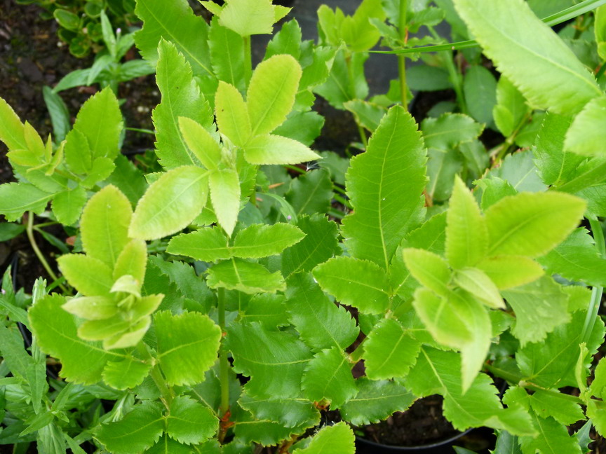 EUCRYPHIA x.nymansensis Nymansay