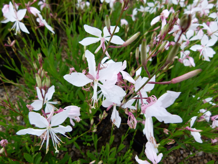 GAURA lindheimeri White Dove ®