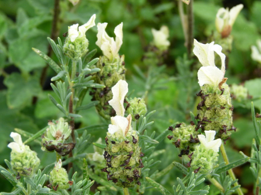 LAVANDULA stoechas Tiara