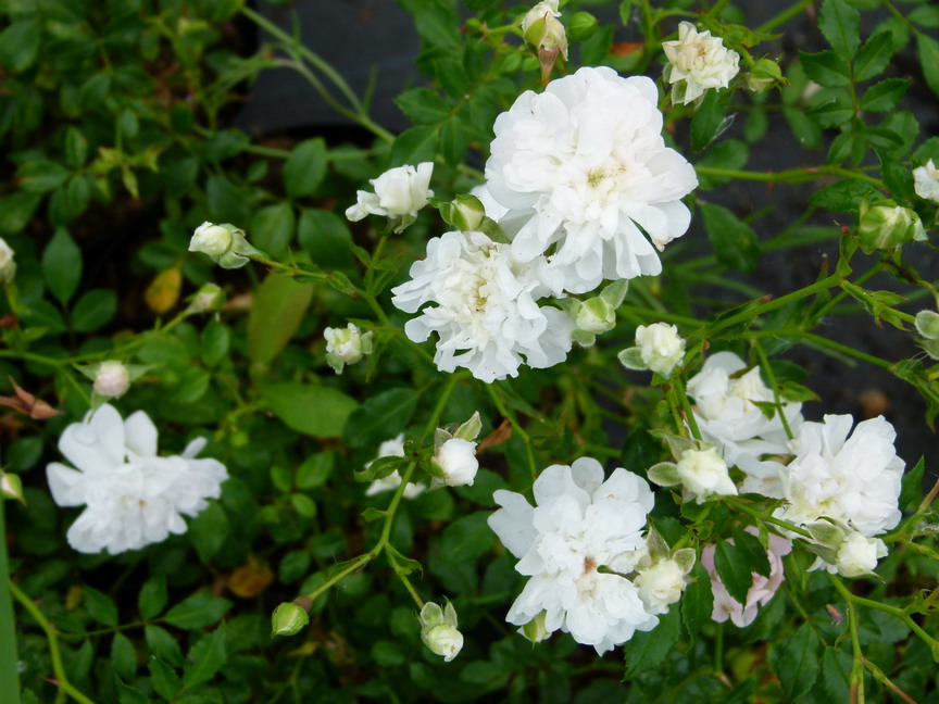ROSA White Fairy : floraison estivale. Nº5278