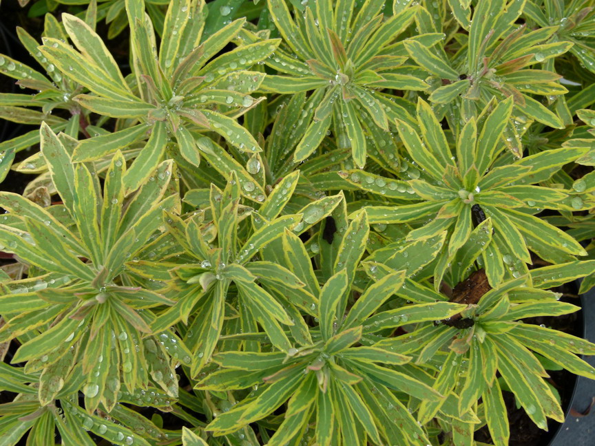 EUPHORBIA x.martinii Ascoot Rainbow ®