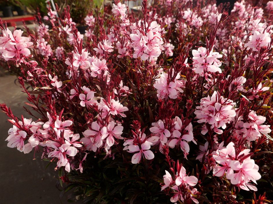 GAURA lindheimeri Gaudi Pink