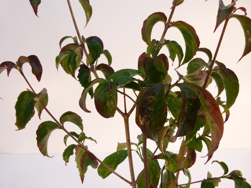 CORNUS kousa var.chinensis