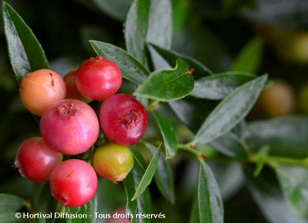 MYRTILLIER des jardins Pink Lemonade ®