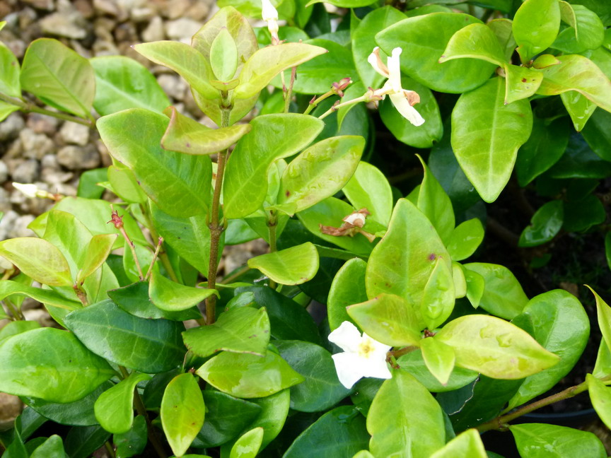 TRACHELOSPERMUM asiaticum Christabel Bielenberg