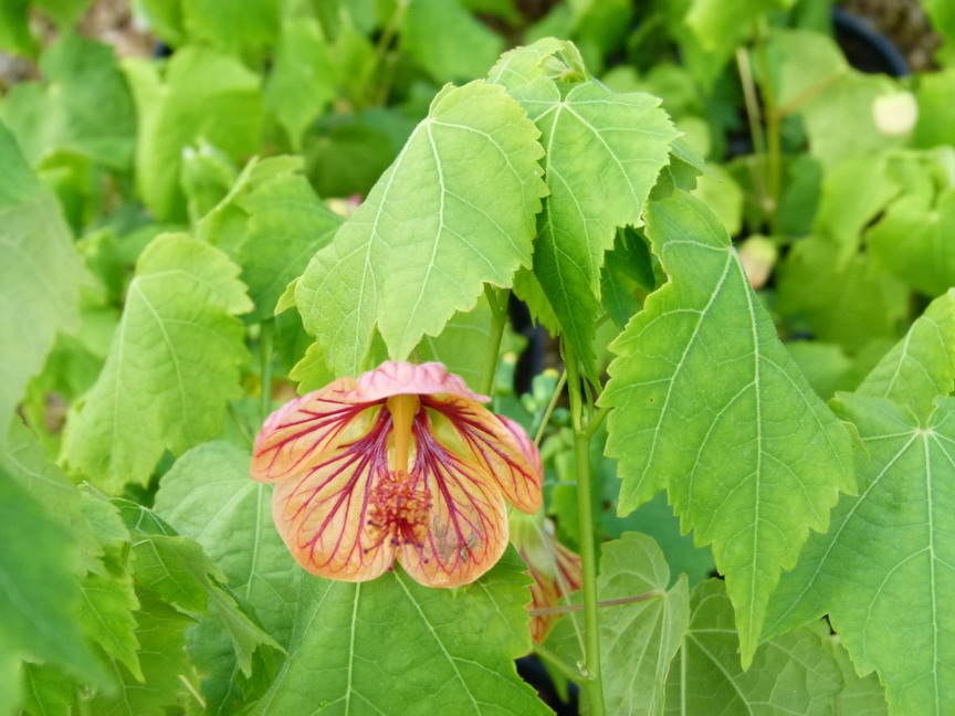 ABUTILON striatum