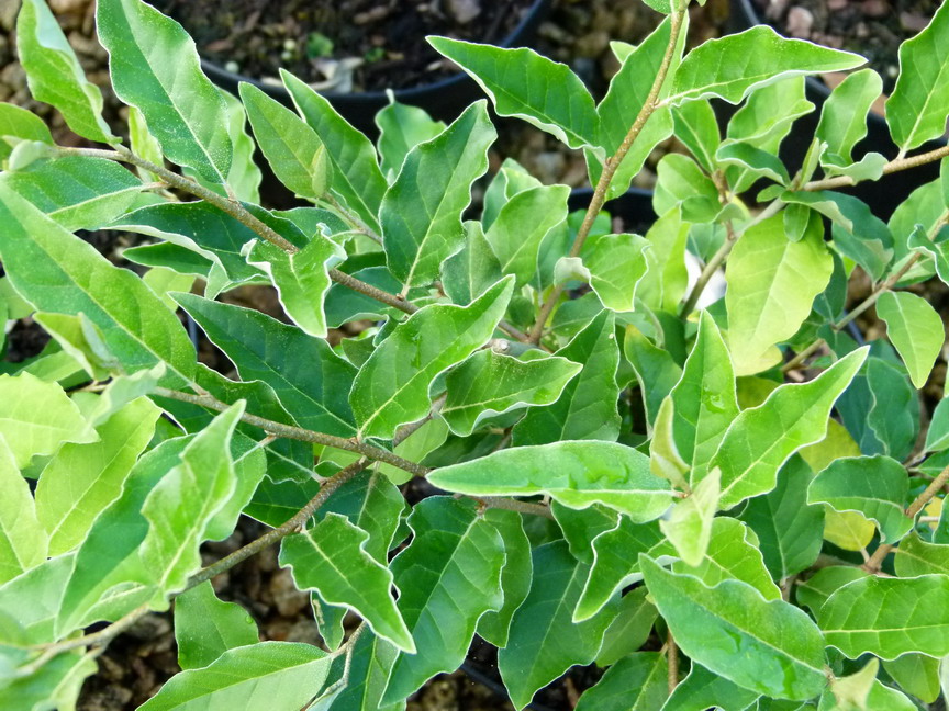 ELAEAGNUS multiflora