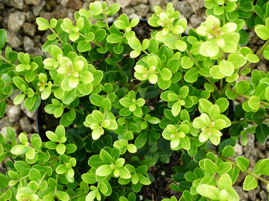 ILEX crenata Green Hedge : feuillage estival. Nº5322