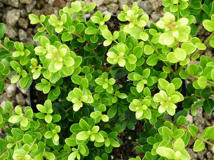 ILEX crenata Green Hedge