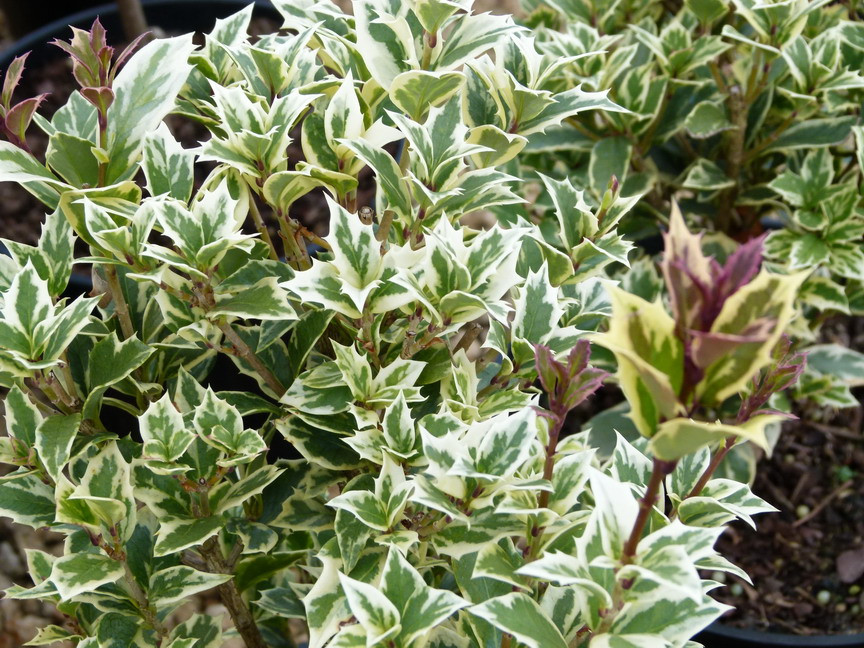 OSMANTHUS heterophyllus Argenteomarginatus