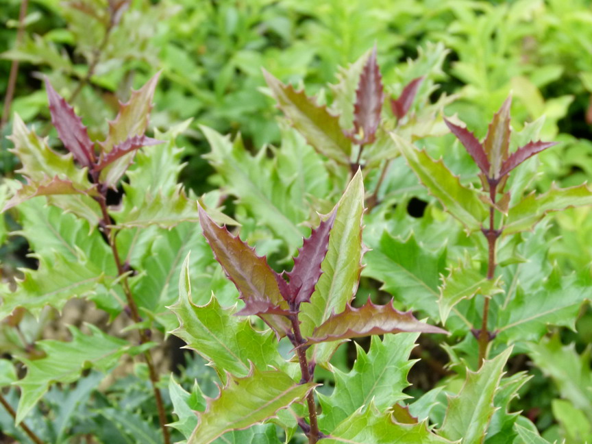 OSMANTHUS armatus