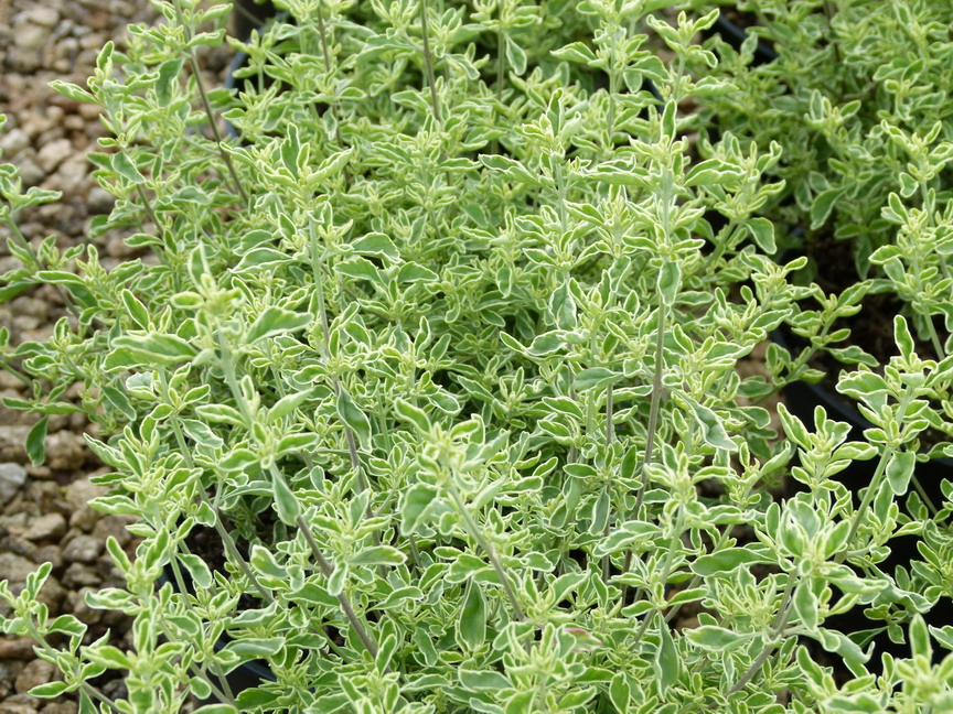 PROSTANTHERA ovalifolia Variegata : feuillage estival. Nº5341