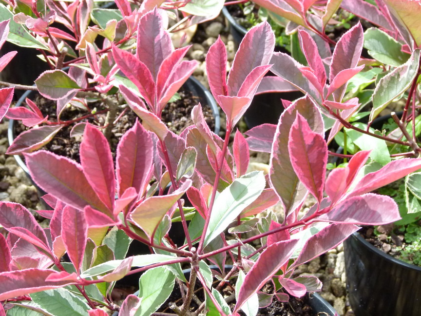 PHOTINIA x.fraseri Pink Marble ®