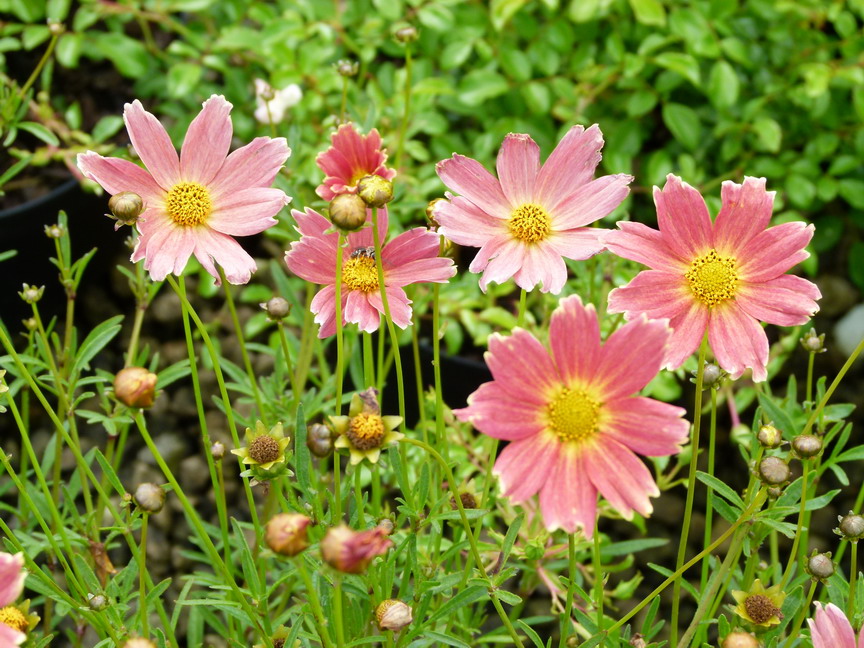 COREOPSIS Crème Caramel