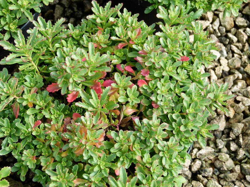 SEDUM floriferum Weihenstephaner Gold