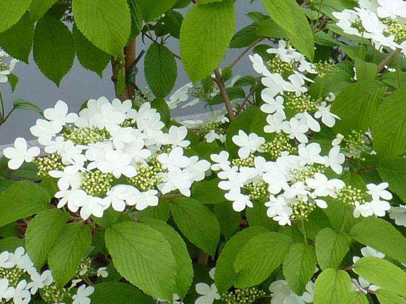 VIBURNUM plicatum Kilimandjaro