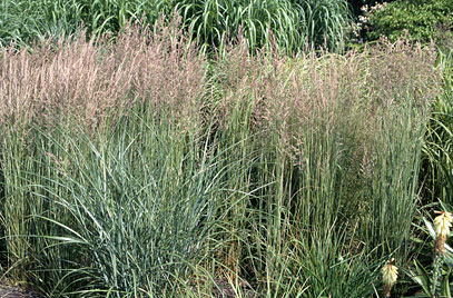 CALAMAGROSTIS x.acutiflora Overdam