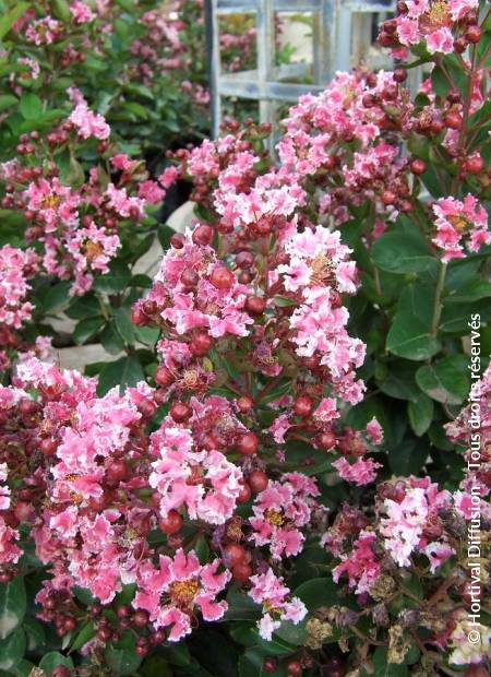 LAGERSTROEMIA indica Berlingot Menthe