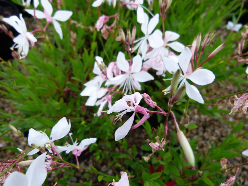 GAURA lindheimeri White Dove ®