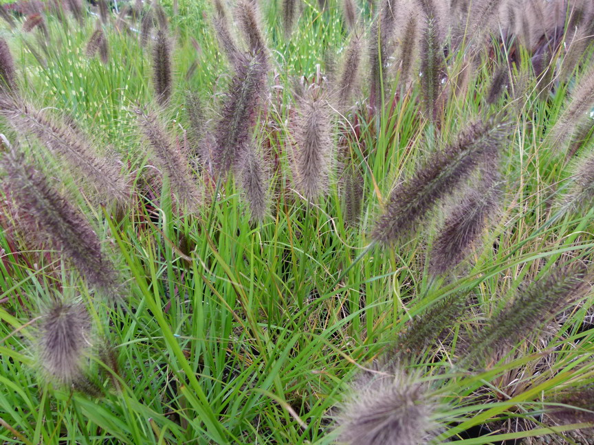 PENNISETUM alopecuroides Red Head