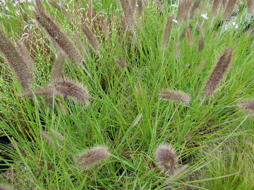 PENNISETUM alopecuroides Moudry