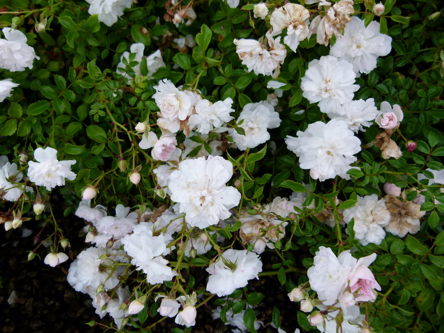 ROSA White Fairy : floraison estivale. Nº5389
