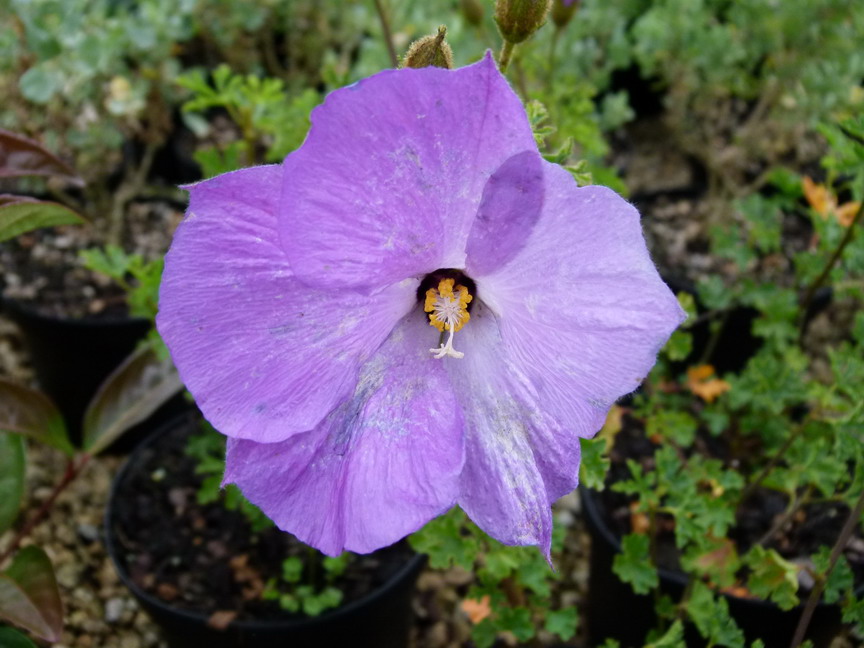 ALYOGYNE huegelii Santa Cruz