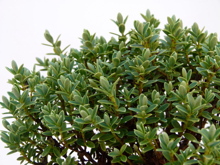 HEBE pinguifolia Sutherlandia : feuillage estival. Nº5402